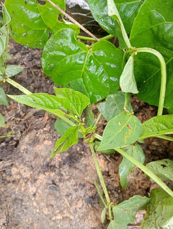 Identificação da planta Feijao por foto