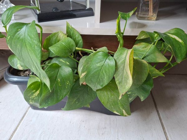 Identificação da planta Jiboia por foto