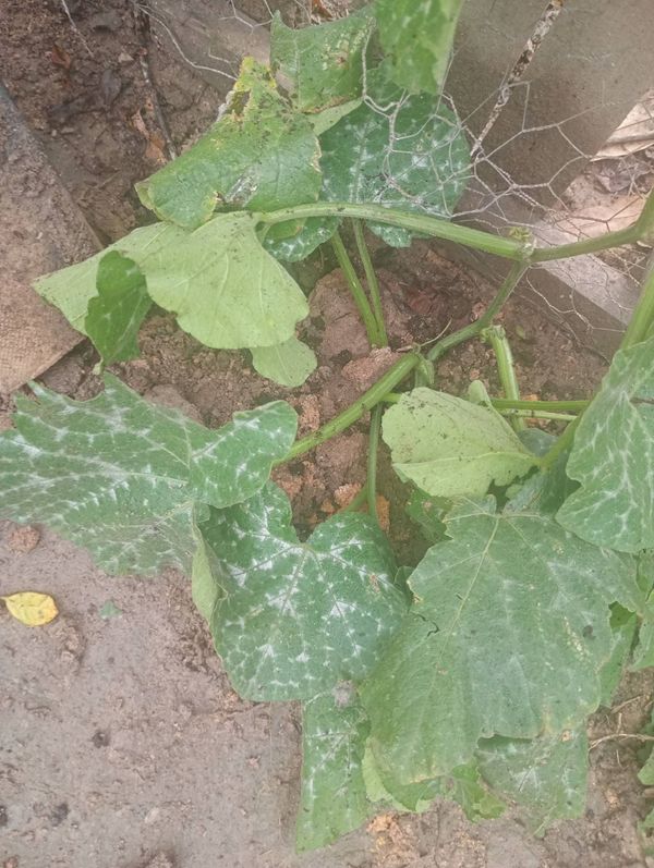 Identificação da planta Abóbora moranga por foto