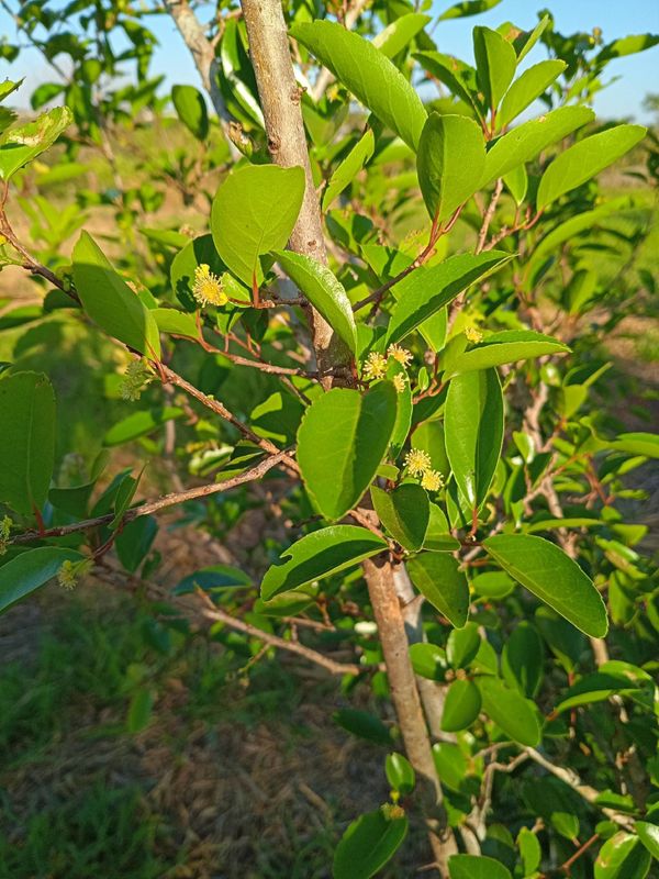 Identificação da planta Flacourtia indica por foto