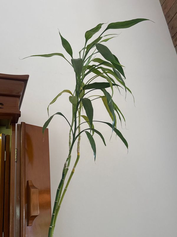 Identificação da planta Bambu da Sorte por foto