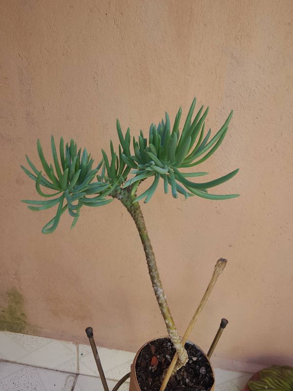 Identificação da planta Dudleya edulis por foto