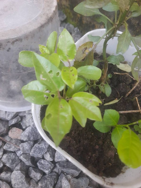 Identificação da planta Maracujá por foto