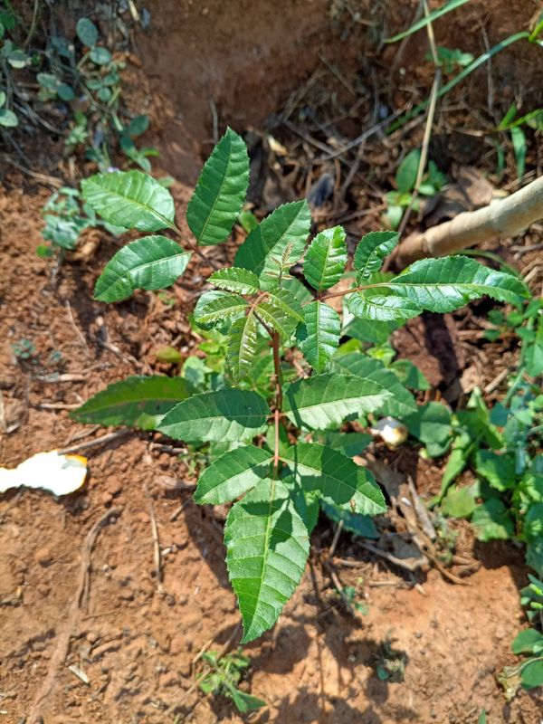 Identificação da planta Guaritá por foto