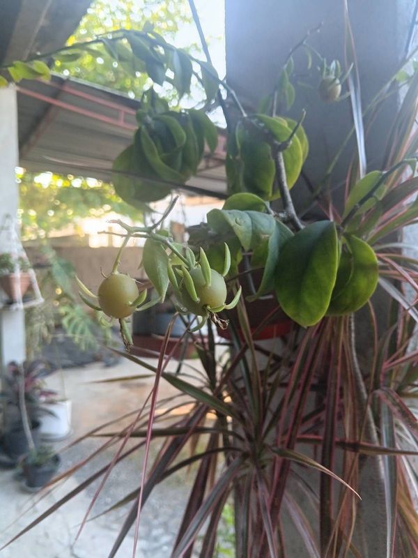 Identificação da planta Ora-pro-nóbis por foto