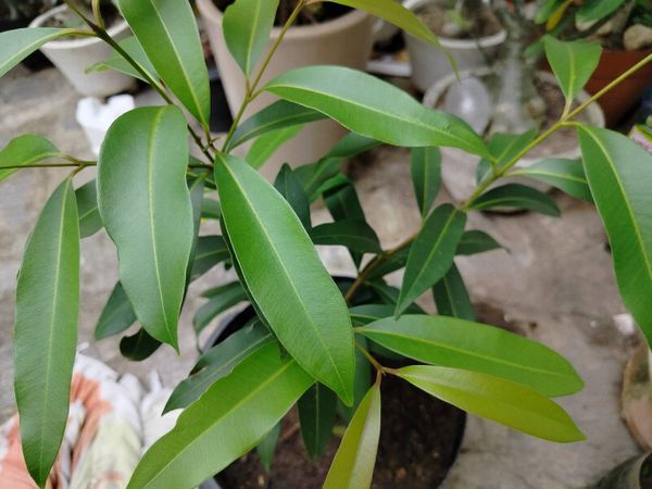 Identificação da planta Jamelão por foto