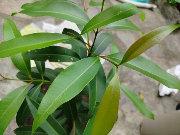 Identificação da planta Jamelão por foto