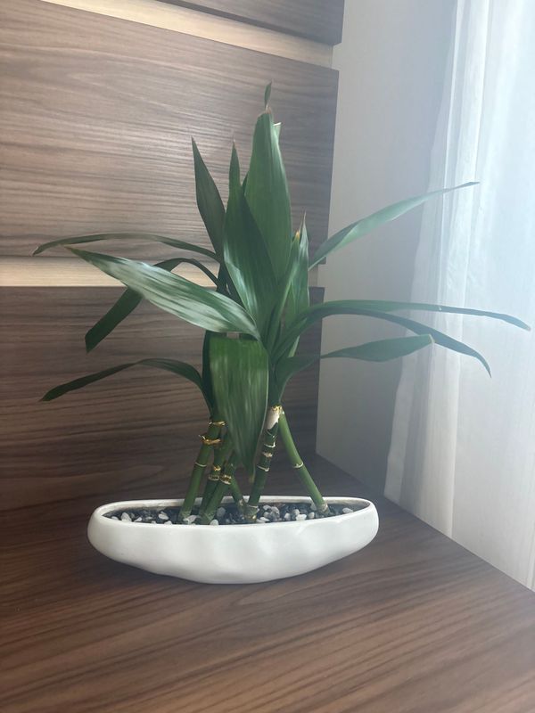 Identificação da planta Bambu da Sorte por foto