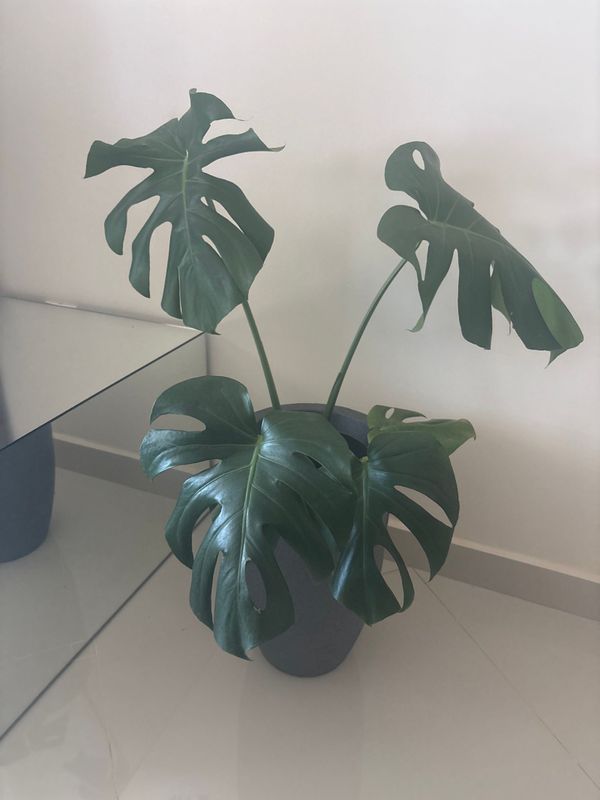 Identificação da planta Costela de-adão por foto