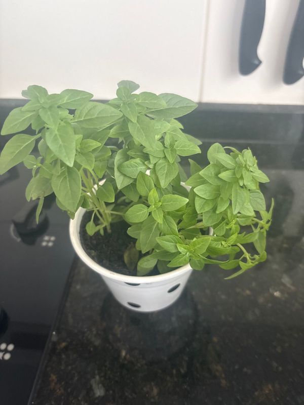 Identificação da planta Manjericão por foto