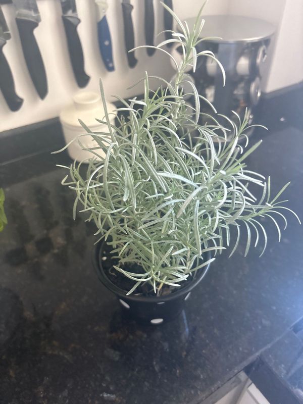 Identificação da planta Sempre-viva por foto