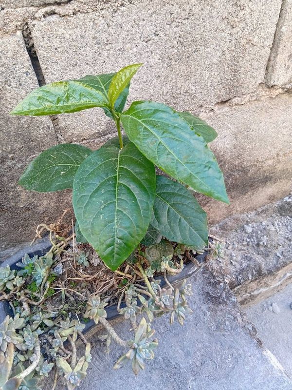 Identificação da planta Guiné por foto