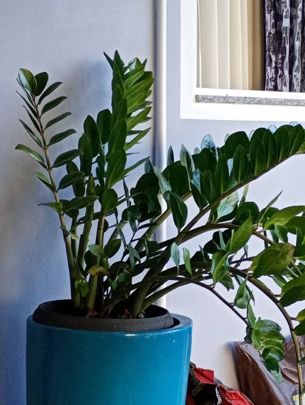 Identificação da planta Zamiocuca por foto