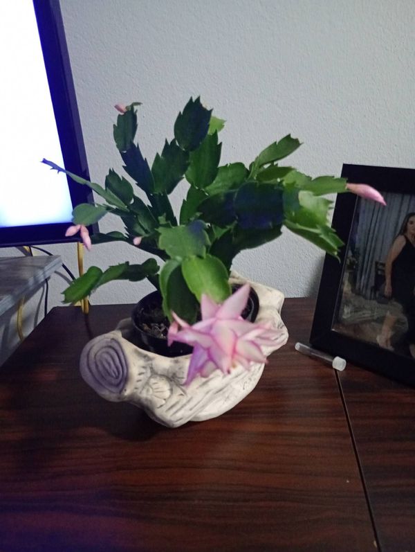 Identificação da planta Flor-de-maio por foto