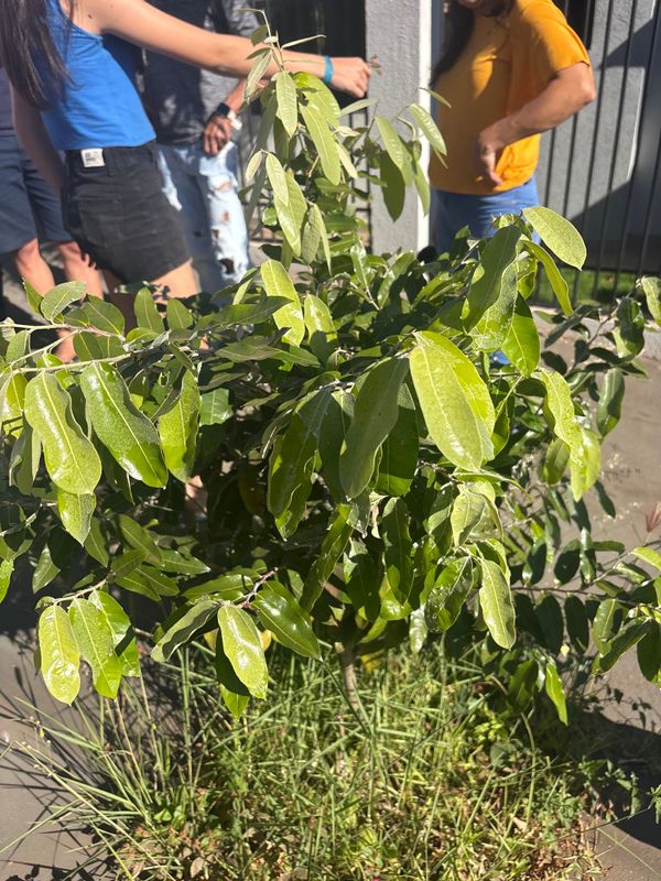 Identificação da planta Oiti por foto