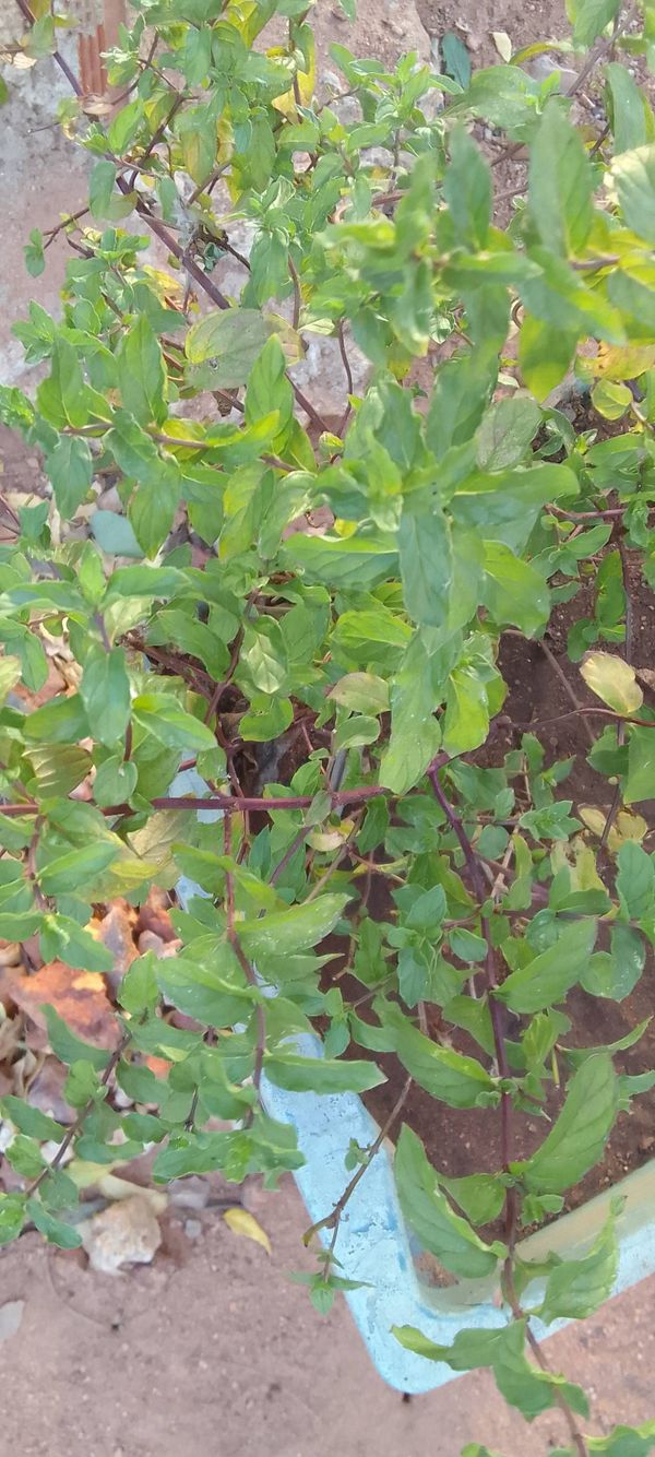 Identificação da planta Hortelã pimenta por foto