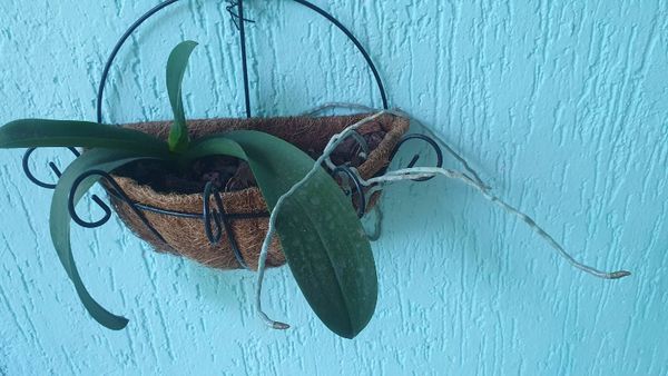Identificação da planta Orquídea-Phalaenopsis por foto