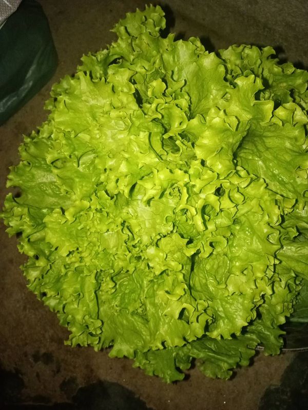Identificação da planta Alface por foto