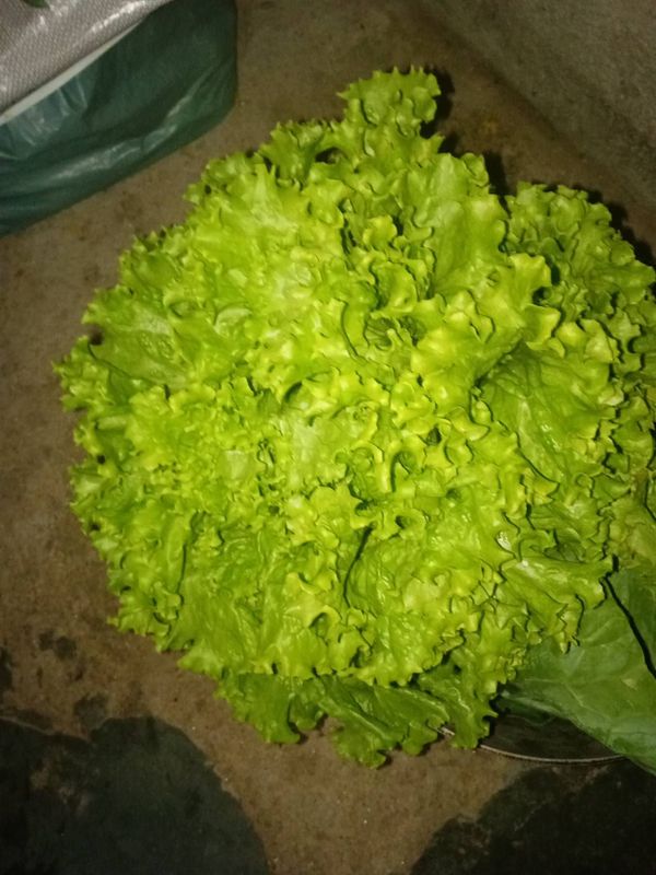Identificação da planta Alface por foto