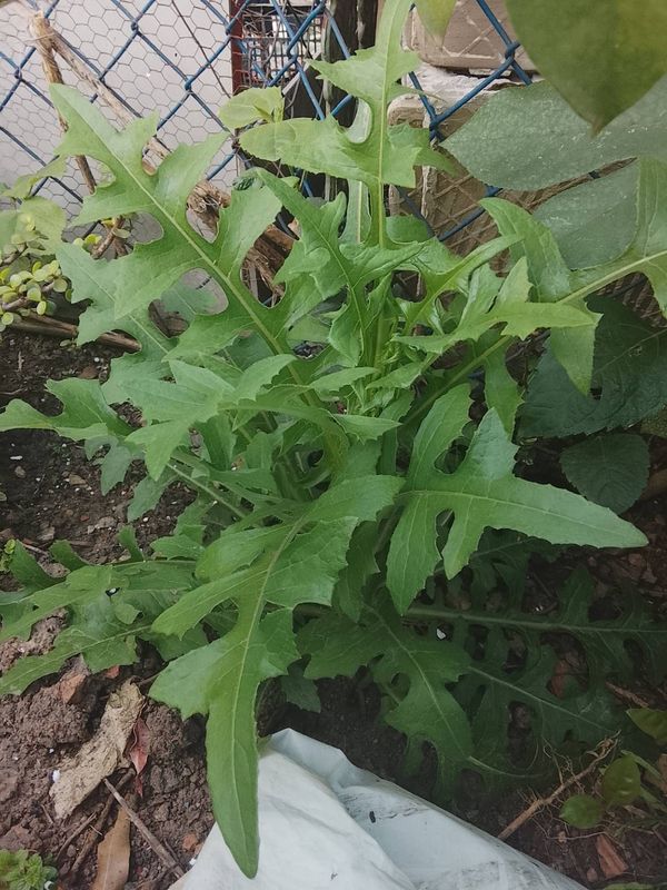Identificação da planta Almeirão-de-árvore por foto