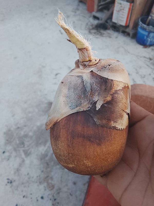 Identificação da planta Coco da-bahia por foto