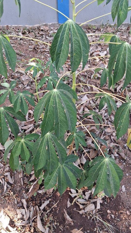 Identificação da planta Aipim por foto