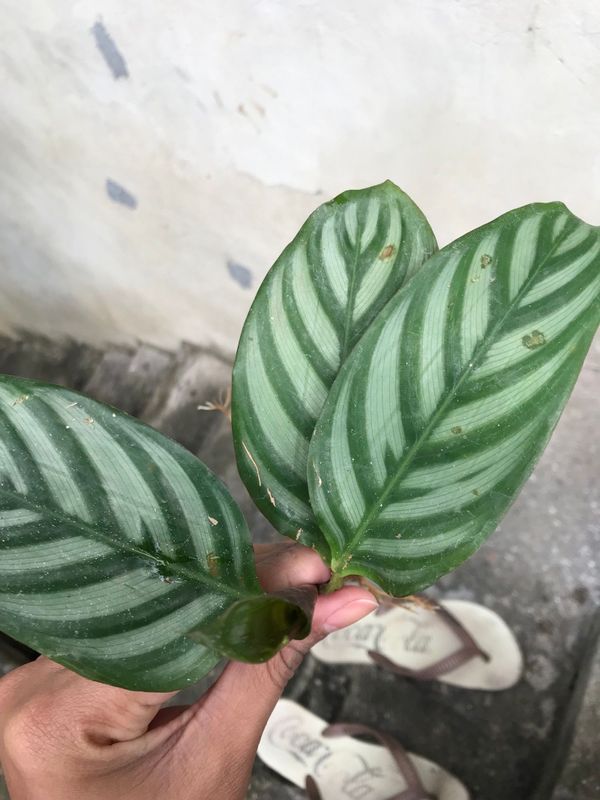 Identificação da planta Maranta por foto