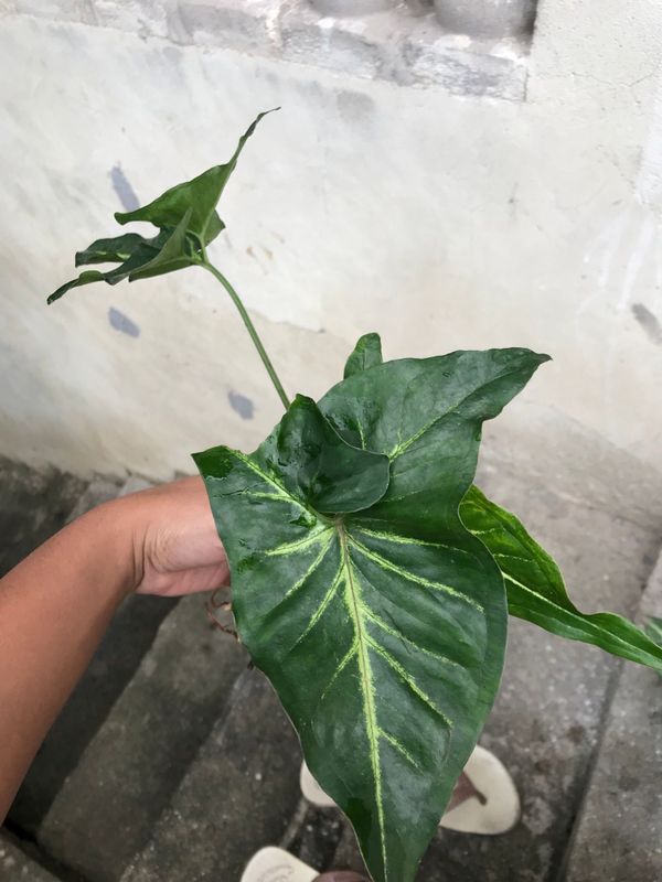 Identificação da planta Língua-de-cobra por foto