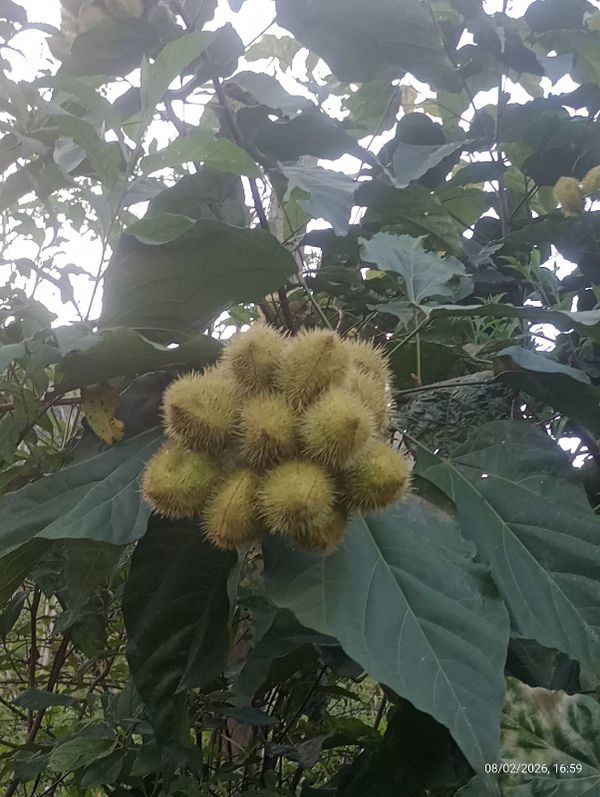 Identificação da planta Urucum por foto