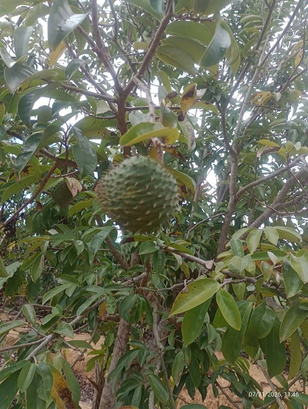 Identificação da planta Graviola por foto