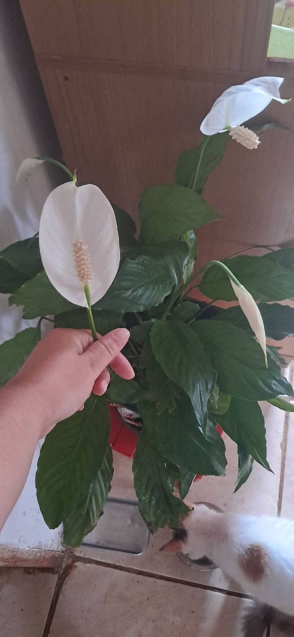 Identificação da planta Lírio-da-paz por foto