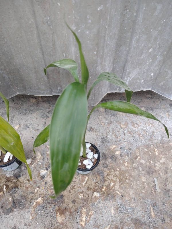 Identificação da planta Bambu da Sorte por foto