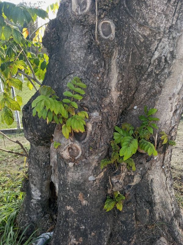 Identificação da planta Tulipeira-do-gabão por foto
