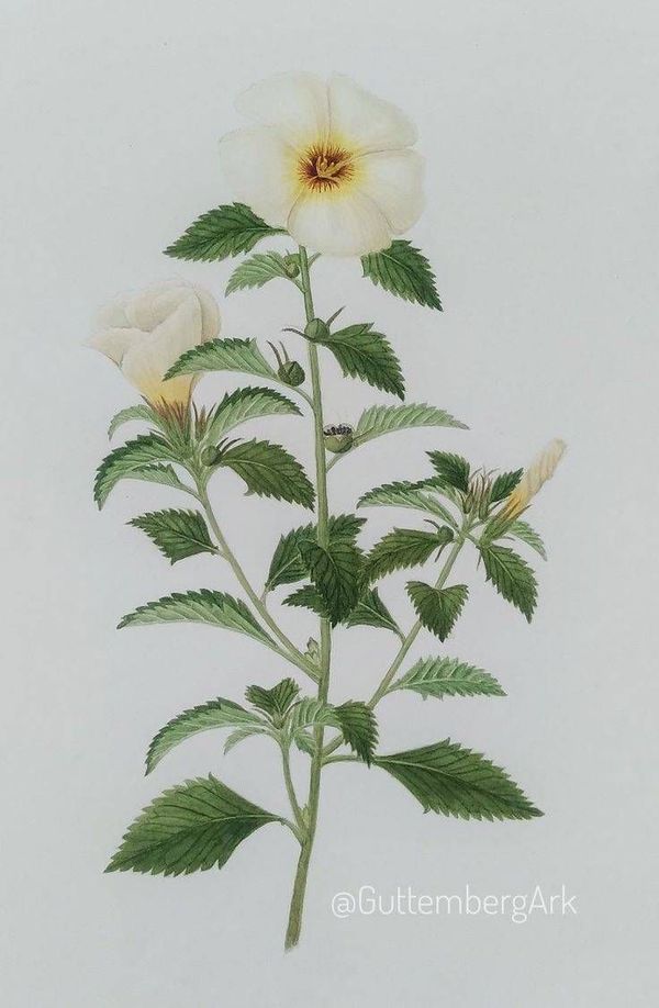 Identificação da planta Chanana por foto