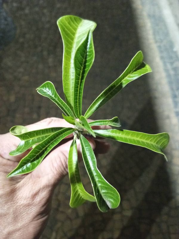 Identificação da planta Véu de noiva por foto