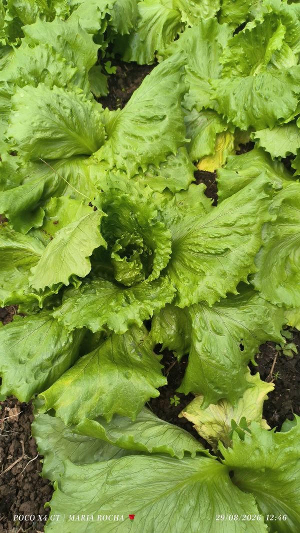 Identificação da planta Alface por foto