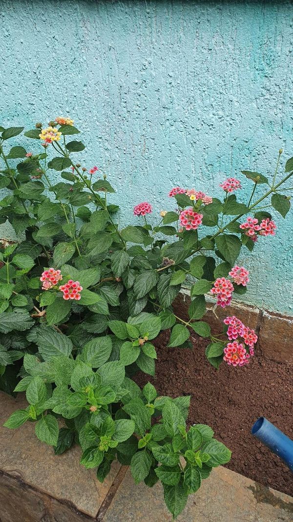 Identificação da planta Cambará por foto