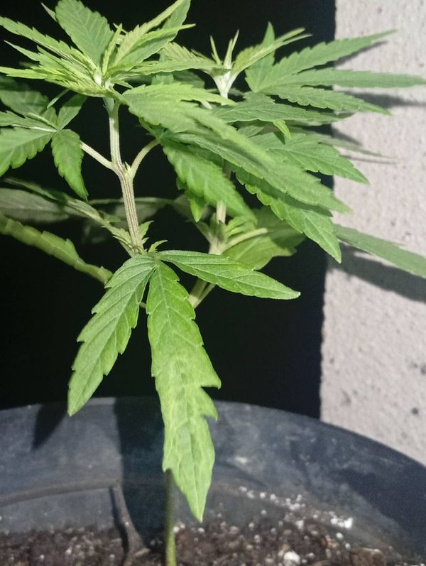 Identificação da planta Maconha por foto