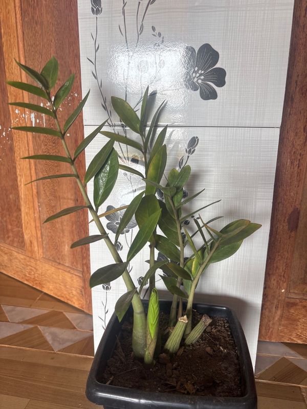 Identificação da planta Zamioculcas por foto
