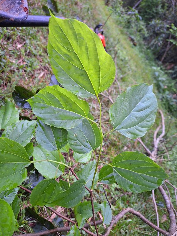 Identificação da planta Uva-do-japão por foto