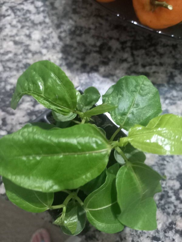 Identificação da planta Maracujá por foto