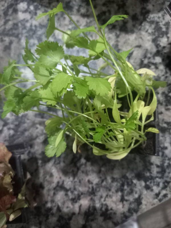 Identificação da planta Coentro por foto