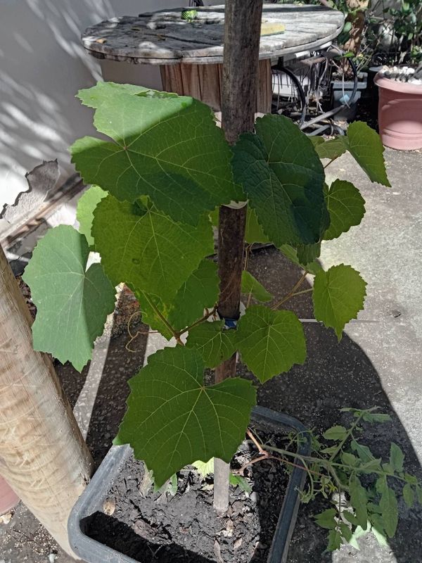 Identificação da planta Uva por foto