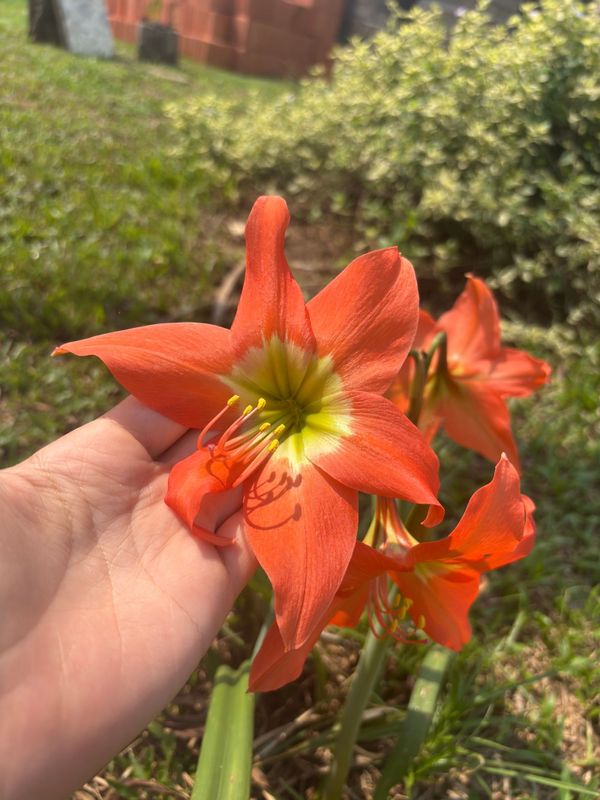 Identificação da planta Açucena por foto