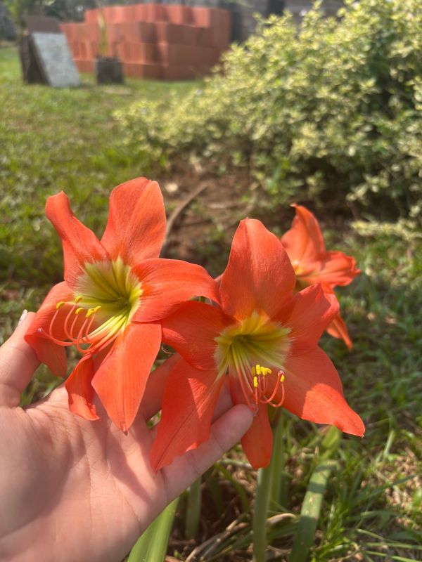 Identificação da planta Açucena por foto