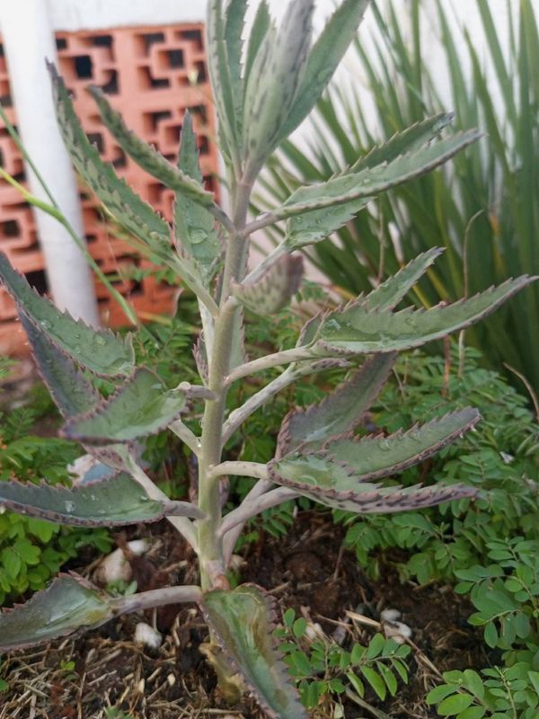 Identificação da planta Saião por foto