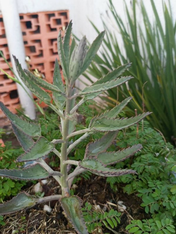Identificação da planta Mãe de Milhares por foto