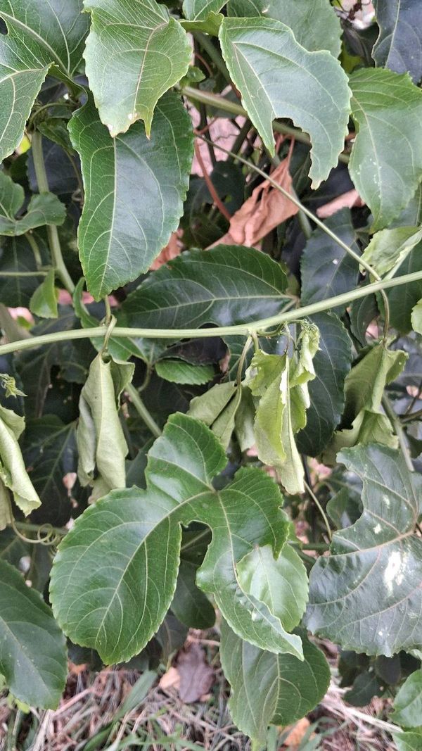 Identificação da planta Maracujá por foto