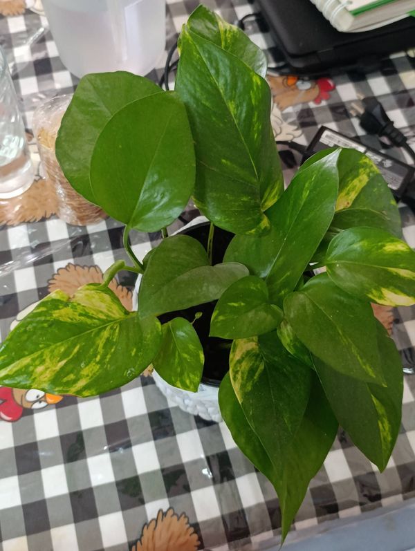 Identificação da planta Jiboia por foto