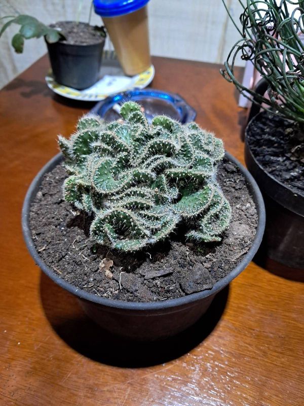 Identificação da planta Austrocylindropuntia cylindrica por foto